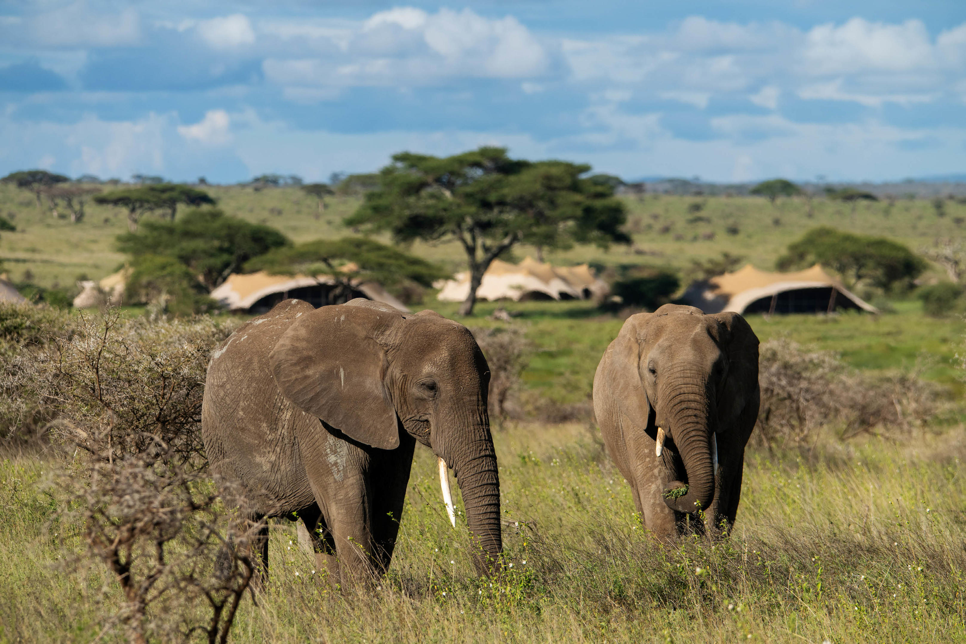 Namiri Plains Retreat thumbnail 7